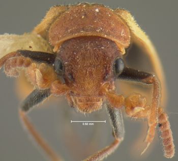 Media type: image;   Entomology 24214 Aspect: head frontal view